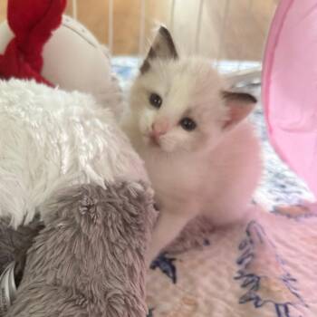 Whistles -  Domestic Short Hair Cat for Adoption in San Antonio, Texas - Whistles | PetCurious