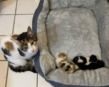 Athena -  Domestic Short Hair Cat for Adoption in Trenton, New Jersey - Athena | PetCurious