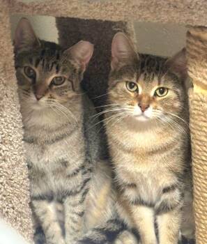 Domestic Short Hair Cats Available for Adoption in North Kingstown, Rhode Island - Honey And GG | PetCurious