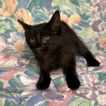 Whitney -  Domestic Short Hair Cat for Adoption in Midland, Texas - Whitney | PetCurious