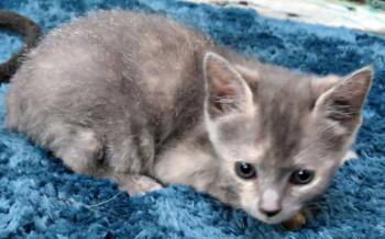 Zenyatta -  Domestic Short Hair Cat for Adoption in Lexington, Virginia - Zenyatta | PetCurious