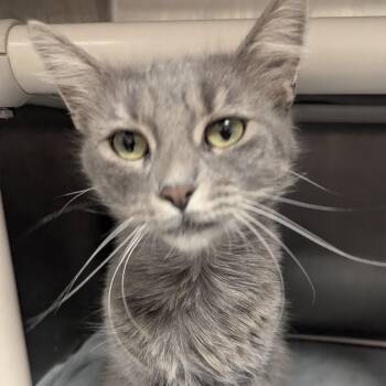 Freida -  Domestic Medium Hair Cat for Adoption in Springfield, Illinois - Freida | PetCurious