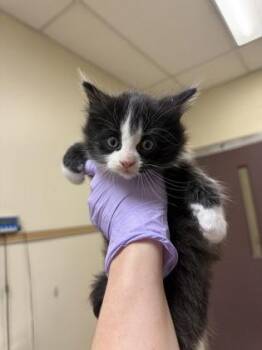 Apriums -  Domestic Short Hair Cat for Adoption in West Chester, Pennsylvania - Apriums | PetCurious
