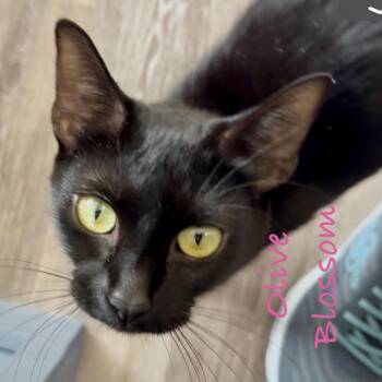 Olive Blossom -  Domestic Short Hair Cat for Adoption in Portland, Oregon - Olive Blossom | PetCurious