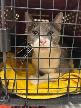 Domestic Short Hair Cats Available for Adoption in Winder, Georgia - 2026-05-015 | PetCurious