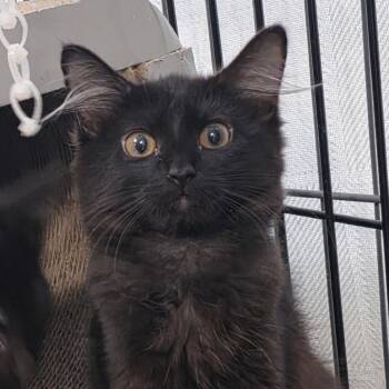 Natasha C26-189 -  Domestic Medium Hair Cat for Adoption in Lebanon, Tennessee - Natasha C26-189 | PetCurious