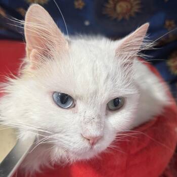 Turkish Angora and British Shorthair Cats Available for Adoption in Brampton, Ontario - Snowrose - 2 Different Eyes Color | PetCurious