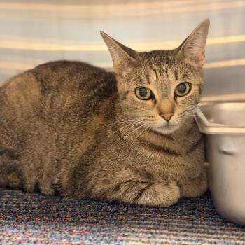 Mudflap -  Domestic Short Hair Cat for Adoption in Sand Springs, Oklahoma - Mudflap | PetCurious