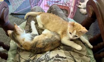 Creamsicle Napa -  Domestic Short Hair Cat for Adoption in Napa, California - Creamsicle Napa | PetCurious