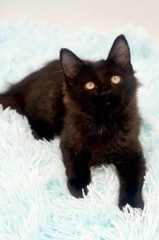 Gum Wrapper -  Maine Coon Cat for Adoption in Covington, Louisiana - Gum Wrapper | PetCurious