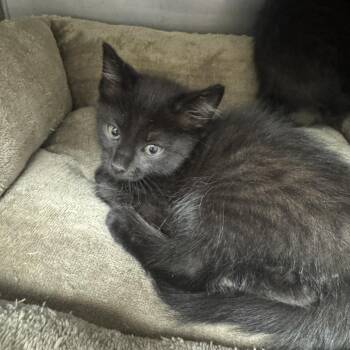 Kitten 4 -  Domestic Short Hair Cat for Adoption in Blue Ridge, Georgia - Kitten 4 | PetCurious