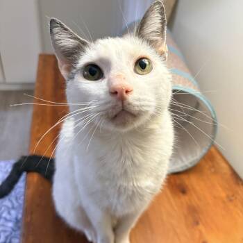 Domestic Short Hair Cats Available for Adoption in Abingdon, Maryland - Professor Sheldon | PetCurious