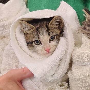 Luskin -  Domestic Short Hair Cat for Adoption in Coos Bay, Oregon - Luskin | PetCurious