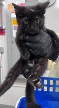 MADELINE -  Domestic Short Hair Cat for Adoption in Ontario, California - MADELINE | PetCurious