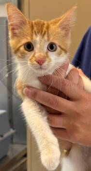 PUMBA -  Domestic Short Hair Cat for Adoption in Sandusky, Ohio - PUMBA | PetCurious