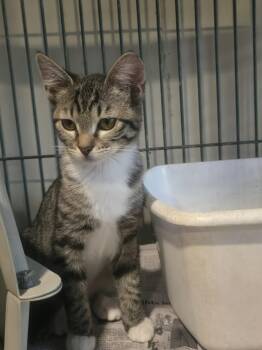 Tabby Cats Available for Adoption - Potato And Raccoon  | PetCurious