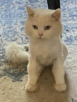 Persian Cats Available for Adoption in Woodmere, New York - Jeremiah | PetCurious