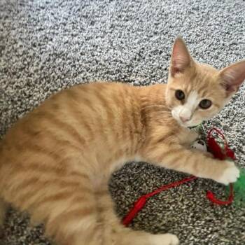 Adams -  Domestic Short Hair Cat for Adoption in Normal, Illinois - Adams | PetCurious