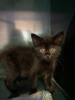 61071563 -  Domestic Short Hair Cat for Adoption in El Paso, Texas - 61071563 | PetCurious
