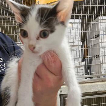 Fernando -  Domestic Short Hair Cat for Adoption in Bristol, Indiana - Fernando | PetCurious