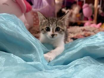Dave -  Domestic Short Hair Cat for Adoption in Mayfield, New York - Dave | PetCurious