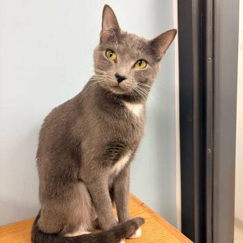 Domestic Short Hair Cats Available for Adoption - Tide | PetCurious