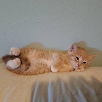 Kerri (green nails) -  Domestic Short Hair Cat for Adoption in Philadelphia, Pennsylvania - Kerri (green Nails) | PetCurious