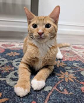 Arlo -  Domestic Short Hair Cat for Adoption in Palm Harbor, Florida - Arlo | PetCurious