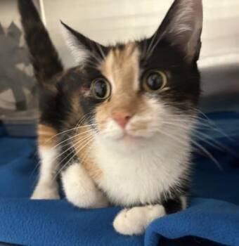 Lima Bean -  Domestic Short Hair Cat for Adoption in Cincinnati, Ohio - Lima Bean | PetCurious