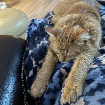Timothy (Timmy) -  Domestic Medium Hair Cat for Adoption in Greenfield, Indiana - Timothy (Timmy) | PetCurious