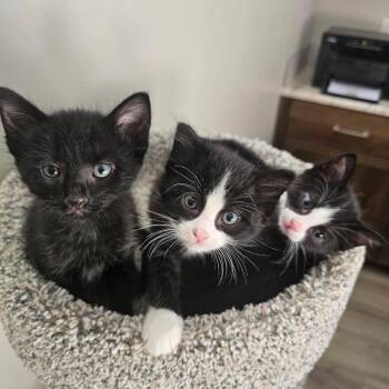 Tug Boat -  Domestic Short Hair Cat for Adoption in Nampa, Idaho - Tug Boat | PetCurious
