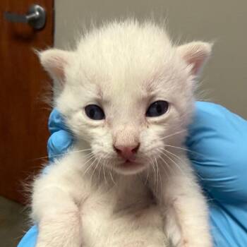 Jiggle -  Siamese and Domestic Short Hair Cat for Adoption in Kanab, Utah - Jiggle | PetCurious