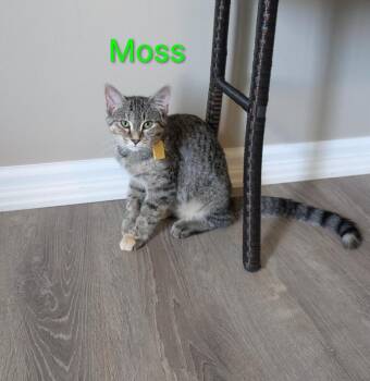 Moss -  Domestic Short Hair Cat for Adoption in Cincinnati, Ohio - Moss | PetCurious
