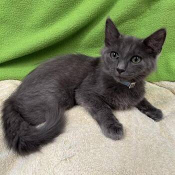 Choko -  Domestic Short Hair Cat for Adoption in Hawthorne, California - Choko | PetCurious