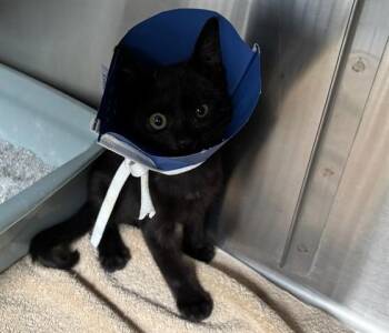 KIA -  Domestic Short Hair Cat for Adoption in Santa Monica, California - KIA | PetCurious