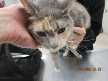 Callie (610) -  Domestic Short Hair Cat for Adoption in Marietta, Georgia - Callie (610) | PetCurious