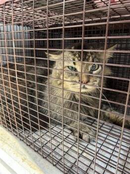 Domestic Long Hair Cats Available for Adoption in Houston, Texas - A654323 | PetCurious