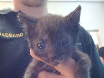 Rescue Domestic Short Hair Cats for Adoption in Sacramento, California - MANGO | PetCurious