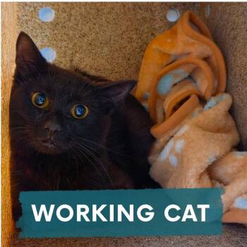 Domestic Short Hair Cats Available for Adoption in Asheville, North Carolina - Beanie Baby | PetCurious