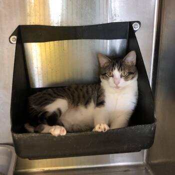 Domestic Short Hair Cats Available for Adoption - Tigger | PetCurious