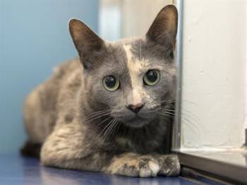 Domestic Short Hair Cats Available for Adoption - FLORA | PetCurious