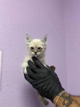 Siamese Cats Available for Adoption in El Paso, Texas - 61054105 | PetCurious