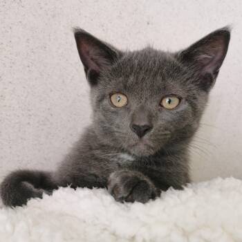 Rescue Domestic Short Hair Cats for Adoption in Hamilton, Ontario - Tigger | PetCurious