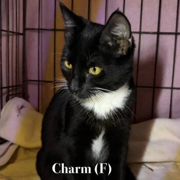 Charm -  Domestic Short Hair Cat for Adoption in Otisfield, Maine - Charm | PetCurious