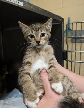 Domestic Short Hair Cats Available for Adoption in Kingsland, Georgia - Jalapeno Popper | PetCurious