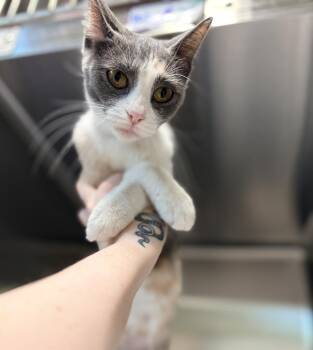 Itsy -  Domestic Short Hair Cat for Adoption in Saint Paul, Minnesota - Itsy | PetCurious