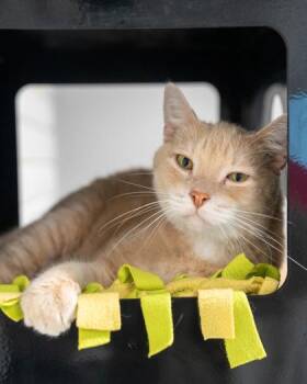 Chester -  Domestic Short Hair Cat for Adoption in Pequot Lakes, Minnesota - Chester | PetCurious