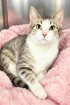 Domestic Short Hair Cats Available for Adoption in Columbia, Tennessee - Tabby | PetCurious