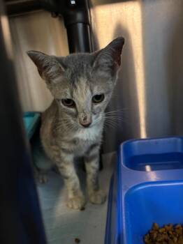 Scarlett -  Dilute Tortoiseshell Cat for Adoption in Metter, Georgia - Scarlett | PetCurious