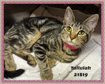 TALLULAH -  Domestic Short Hair and Tabby Cat for Adoption in Marietta, Georgia - TALLULAH | PetCurious